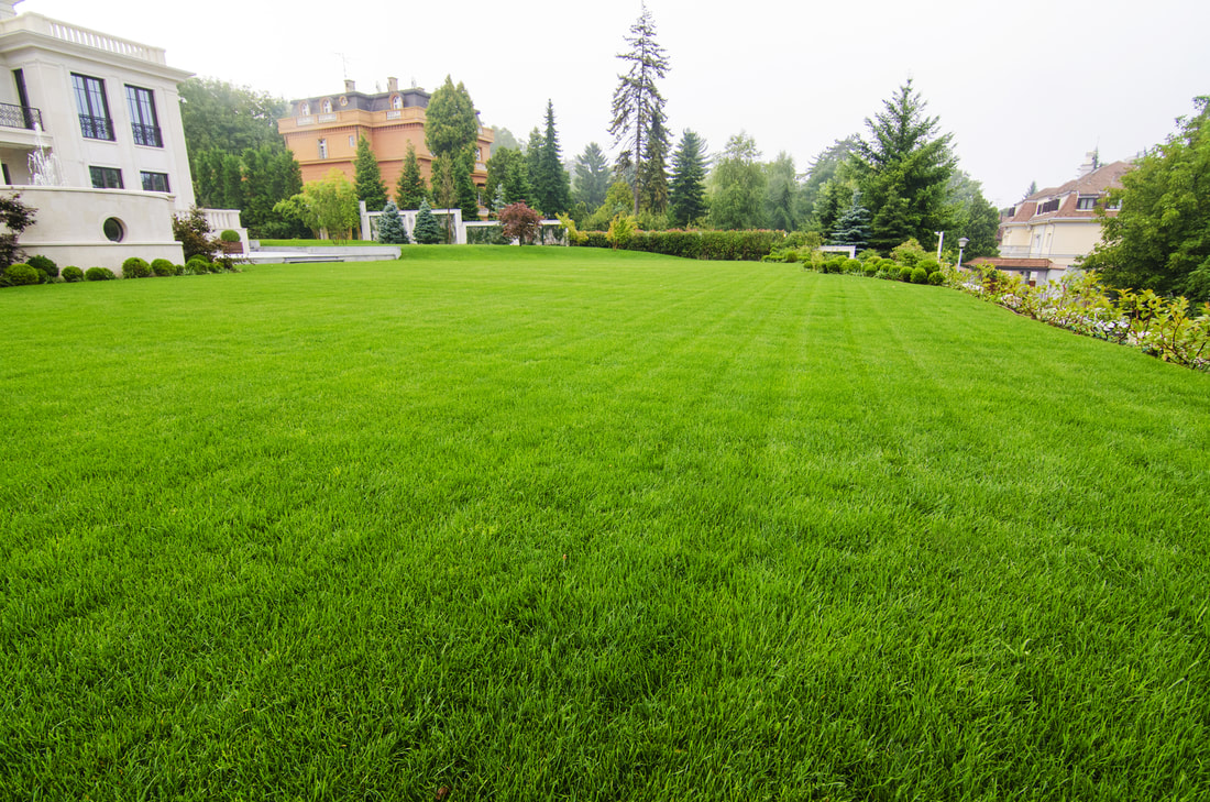 a clean and wide lawn area